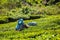 Indian woman harvests tea leaves at tea plantation at Munnar