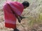 Indian woman uses a sickle to harvest sesame seed