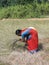 Indian woman uses a sickle to harvest sesame seed