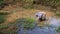 Indian woman at work clearing a large pond of weed