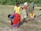 Indian women harvest sesame seed