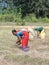 Indian women harvest sesame seed