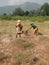 Indian women harvest sesame seed