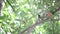 Indian woodpecker perched on tree