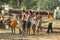 Indian workers are going to loading tree log truck on shoulder in Asian country.