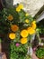 An Indian  yellow colour marigold flower