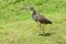 Indian yellow Heron on the shore. Indian Pond Heron â€” Ardeola grayii