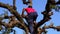 Indian young man demonstrates his ability to climb up on the Prospis Cineraria or Khejri tree. Hard labor an skill concept