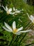 Indian Zephyranthes candida, a member of the Amaryllis family