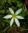 Indian Zephyranthes candida, a member of the Amaryllis family