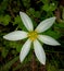 Indian Zephyranthes candida, a member of the Amaryllis family