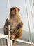 Indiand Monkey Sitting on the Suspension Bridge.
