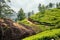 Indigenious indian picker woman working in chai plantations in Kerala Munnar