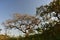 Indigenous acacia trees in the late afternoon sun