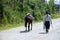 Indigenous farmer leading a horse