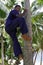 Indigenous Fijian man demonstrates how to climb up on coconut tr