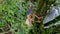 Indigenous Hunter Climbing A Tree In The Amazon Rainforest