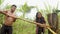 Indigenous making sugarcane juice in the jungle