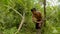 Indigenous man cutting the weeds