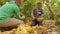 Indigenous Man And Worker Cutting Cocoa Fruits And Harvesting The Beans