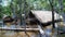 Indigenous native village at Amazon Forest Manaus Brazil.