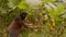 Indigenous old woman harvesting exotic fruit