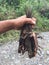 An indigenous person coming back from a succesfull lizard hunt with the blow pipe or cervatana