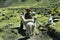 Indigenous woman with a couple of alpacas in in Peru