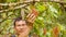 Indigenous Worker Inspecting The Growth Of Cocoa Fruits