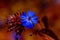 Indigo blue flower and bloody orange background