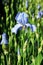 Indigo or blue Iris plant in flower