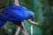 An indigo blue macaw on a branch