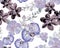 Indigo Botanical Painting. Navy Orchid Wallpaper. Blue Hibiscus Texture. Flower Plant. Watercolor Garden. Seamless Jungle. Pattern