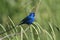 Indigo Bunting