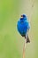 Indigo Bunting