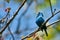 Indigo Bunting