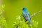 Indigo Bunting