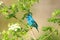 Indigo bunting