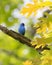 Indigo Bunting blue bird on oak tree branch in springtime