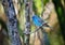 Indigo bunting, colorful songbird, in the wild