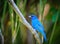 Indigo bunting in Florida in spring