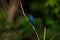 Indigo Bunting male Pittsboro North Carolina