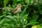 Indigo Bunting - Passerina cyanea