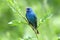 Indigo Bunting (Passerina cyanea)