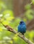 Indigo Bunting, Passerina cyanea