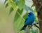 Indigo Bunting perched on branch soft green leaves background