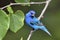 Indigo Bunting perching