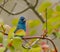 Indigo Bunting in trees