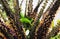 Indigo-bush Amorpha fruticosa