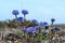 Indigo colored blossom Globularia vulgaris flower